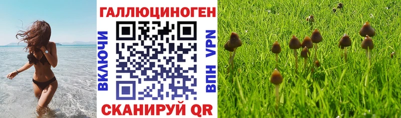 закладка  Балашов  Псилоцибиновые грибы мицелий 